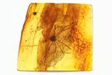 Large, Detailed Fossil Daddy Long-Leg in Baltic Amber #278650-1